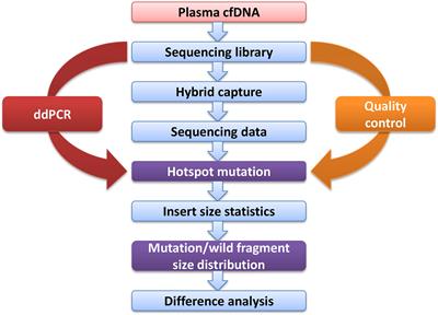 Fragment Enrichment of Circulating Tumor DNA With Low-Frequency Mutations